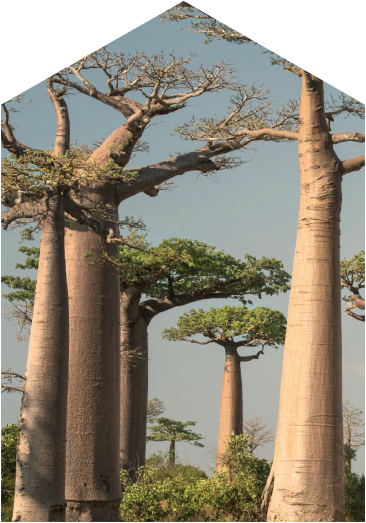 60 MILK BAOBAB