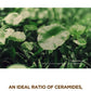 SKIN1004 Madagascar Centella Probio-Cica Enrich Cream – Voedende crème voor de droge en gevoelige huid – 30 ml